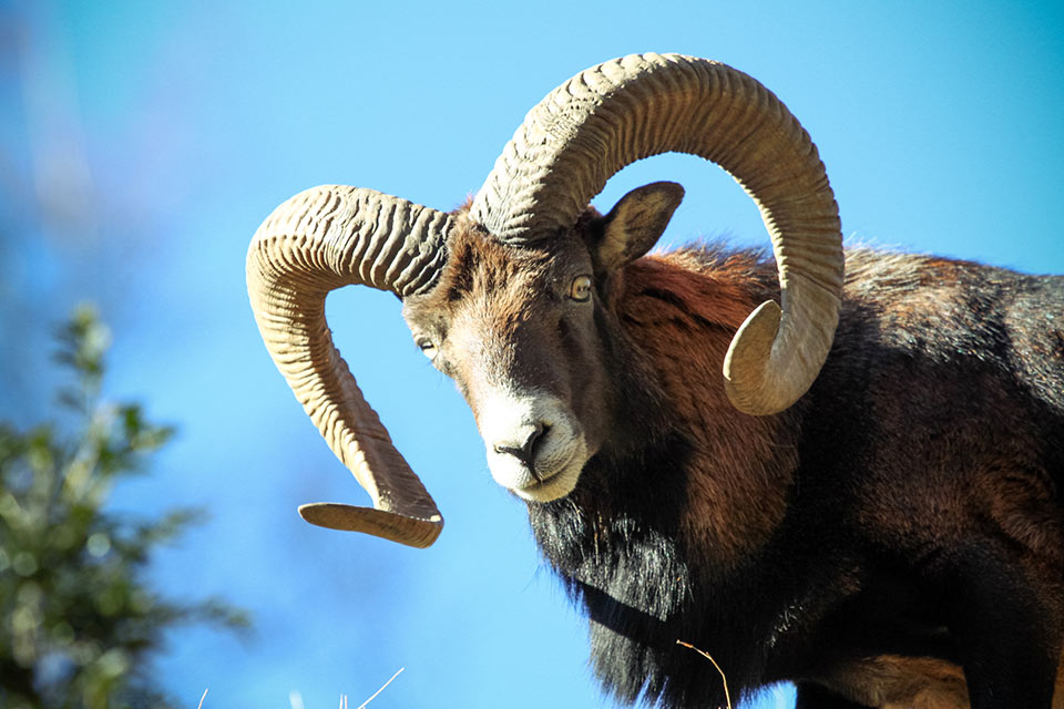 Tour 3 Mouflon Hunting In Le Mas - Hunting In France