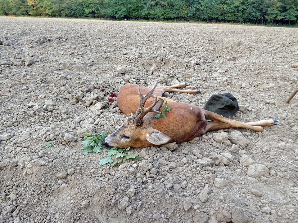 Tour 5 Roebuck Hunting In Southern France 1:1 Guiding - Hunting In France