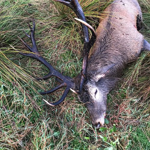Hunting In France - Tour 2 Red Stags In The Alps