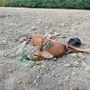 Tour 5 Roebuck Hunting In Southern France 1:1 Guiding - Hunting In France