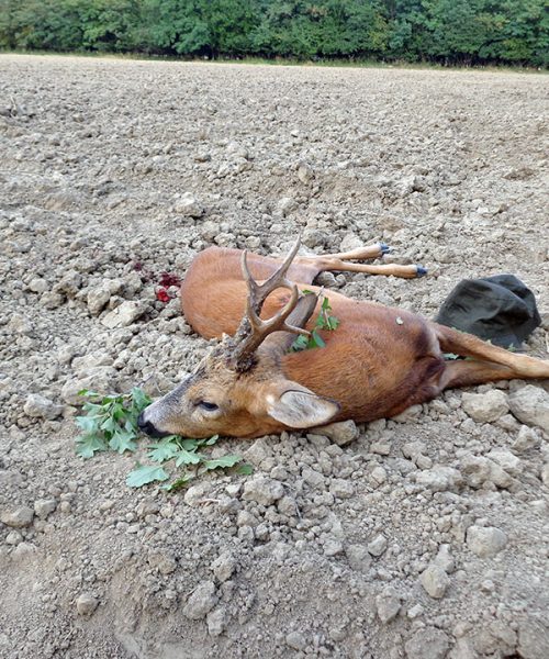Tour 5 Roebuck Hunting In Southern France 1:1 Guiding - Hunting In France