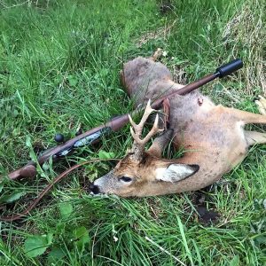 Tour 6 Roebuck Hunting In Southern France For Small Groups - Hunting In France