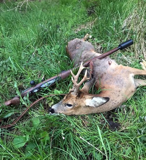 Tour 6 Roebuck Hunting In Southern France For Small Groups - Hunting In France