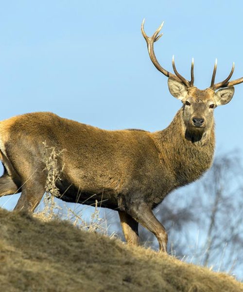 Tour 7 Red stags in Portugal - Hunting In Portugal