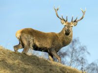 Tour 7 Red stags in Portugal - Hunting In Portugal
