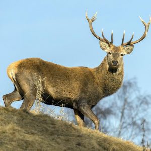 Tour 7 Red stags in Portugal - Hunting In Portugal